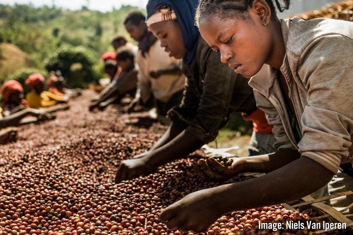 Coffee Farmers Image Niels Van Iperen