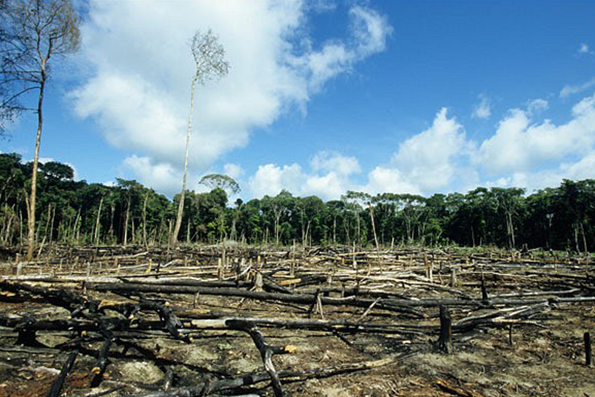 Deforestation