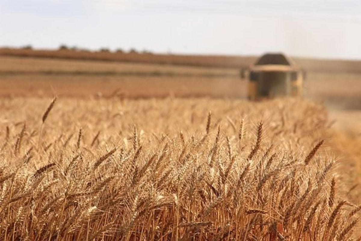 wheat