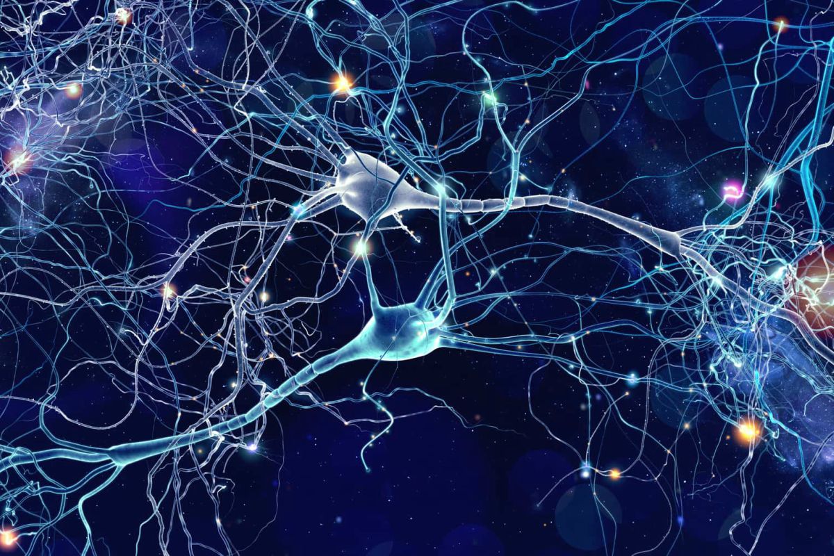Neurons