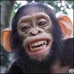 thumb_chimp
