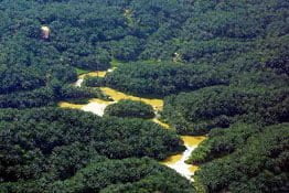 palm_oil_plantation_1.jpg palm_oil_plantation_1.jpg