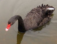 Black swans and the economic crisis