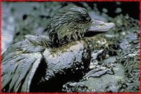 Exxon Valdez: corporate greed and environmental catastrophe