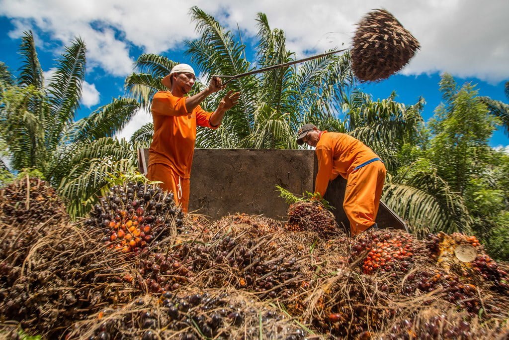 Palm oil, chocolate and slavery: Capitalist cruelty continues