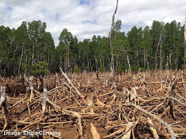 Environmental destruction