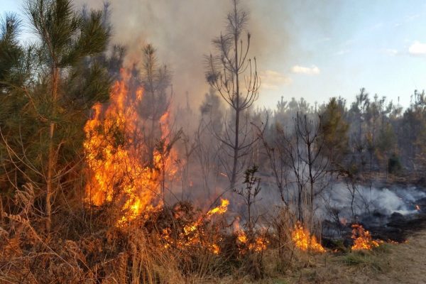 Capitalist governments sleepwalk into ecological disaster